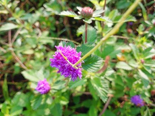 Pink flower display in the garden is good for background. Pink Flower Background.
