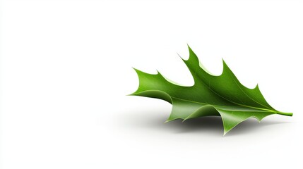 Fototapeta premium Holly leaves illustration. isolated on white background, full depth of field ending with