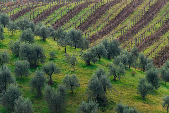 Olive Groves and Vineyards