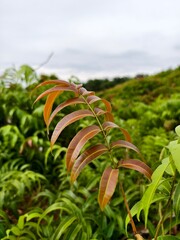 Kelakai plants (Stenochlaena Palustris) grow wild and abundantly in the tropical nature of Kalimantan  © RMX IMG