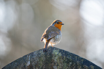 Small European robin bird perched on a tombstone. Robin redbreast songbird