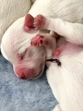 Newborn west highland white terrier westie puppies cuddling in a litter with umbilical cord