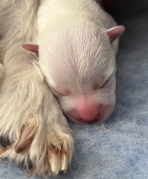 Newborn west highland white terrier westie puppy next to mother dog's paw