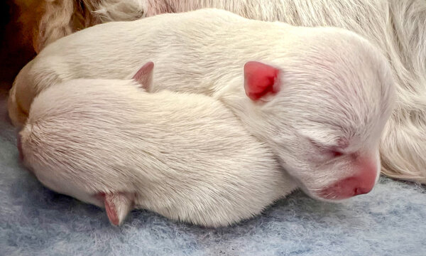 Two newborn west highland white terrier westie puppies cuddling