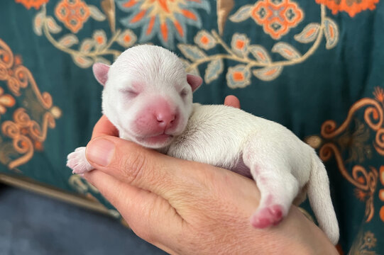Newborn west highland white terrier westie puppy with eyes closed in a human hand