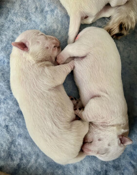 Two newborn west highland white terrier puppies sleeping