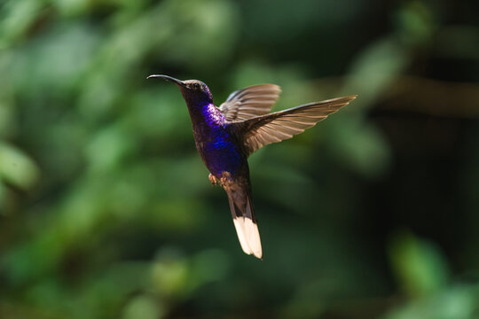 Purple Hummingbird in Flight