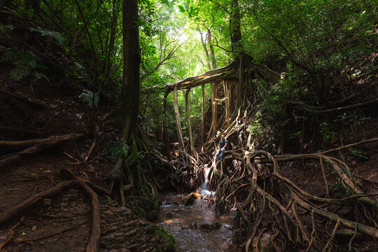 Ficus Roots in Monteverde