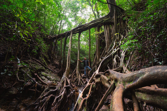 Exploring Ficus Roots