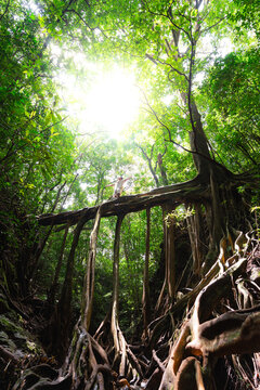 Sunlit Aerial Roots
