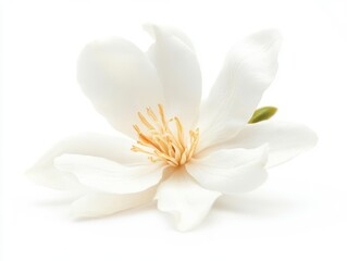 Fototapeta premium pure white magnolia blossom with delicate petals photographed in soft natural light against pure white background