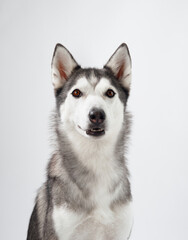 A Siberian Husky standing tall against a white background, with its bright eyes and upright ears drawing attention. The dog's symmetrical black and white coat adds to its visual charm.