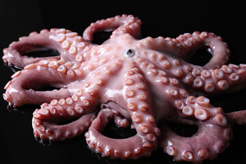 One fresh raw octopus on black background, closeup