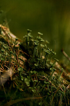 Close up of plants on moss
