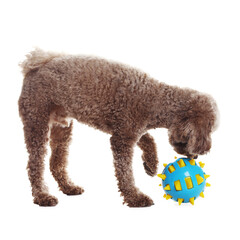 Cute dog playing with toy on white background. Adorable pet