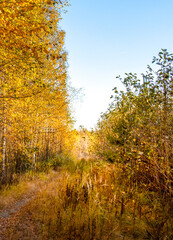 Fototapeta premium Path through a forest with trees on either side