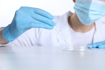 Fototapeta premium Laboratory testing. Scientist working with Petri dish at white marble table, closeup
