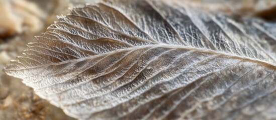 Autumn Leaf Macro: Delicate Veins, Intricate Detail Close-up