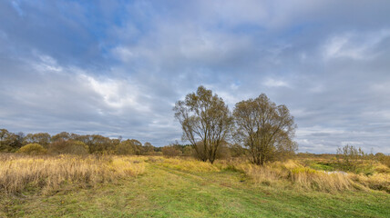 A field with two trees in the foreground and a cloudy sky in the background