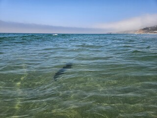 Naklejka premium Leopard shark in shallow water