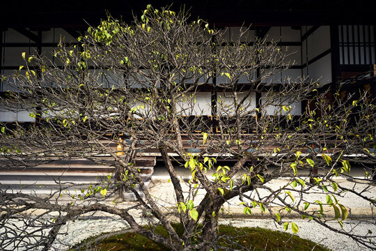 A small tree losing it's leaves.