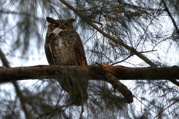 owl perched in the branch © yanko