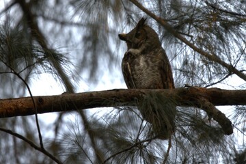 owl perched in the branch © yanko