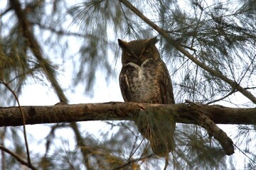 owl perched in the branch © yanko