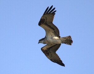 osprey in flight