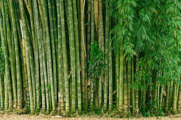 Fototapeta premium Dense cluster of green bamboo stalks with leafy branches.