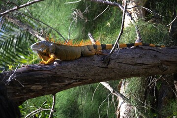 iguana on the tree