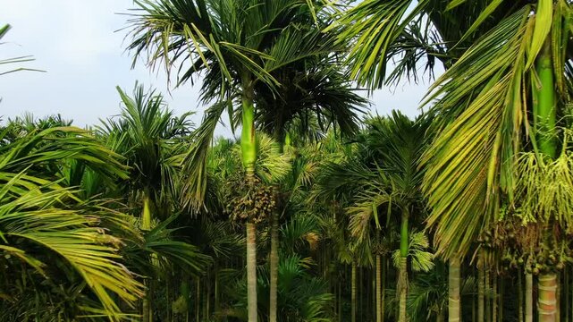 Areca Palm Trees In high Angle View