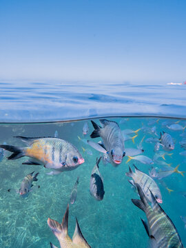 Scuba diving in the Whitsundays on the Great Barrier Reef