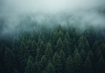 Misty forest, aerial view of evergreen trees shrouded in fog.