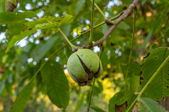 Walnut Harvest
