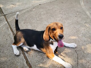 Playfull beagle