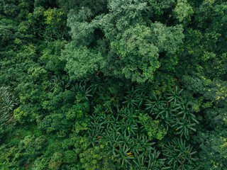 Aerial view of beautiful tropical forest mountain landscape in summer