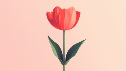 Single Red Tulip Flower on Pink Background