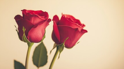 Obraz premium Two Red Roses Gracefully Displayed Together
