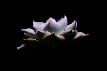 Side view closeup of Echeveria Strictiflora Bustamante leaf petals succulent plant, beautiful...