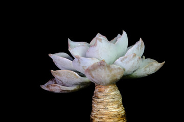 Side view closeup of Echeveria Strictiflora Bustamante bonsai succulent plant, beautiful flower in blue purple gradation color. Isolated on black background