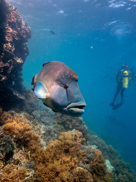 Scuba diving in the Whitsundays on the Great Barrier Reef