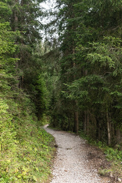 path in nature at lake carezza in dolomites
