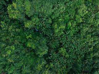Aerial view of beautiful tropical forest mountain landscape in summer