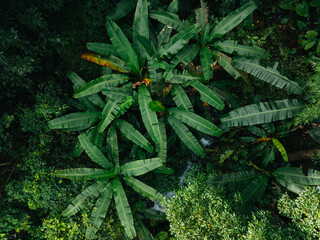 Aerial view of beautiful tropical forest mountain landscape in summer