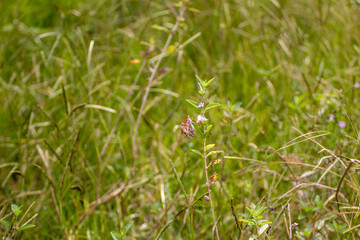 Mariposa en la naturaleza