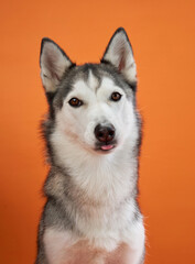 A Siberian Husky caught mid-pose against an orange background, with its mouth slightly open as if in a playful moment. The bright setting emphasizes the dog energetic and friendly personality.