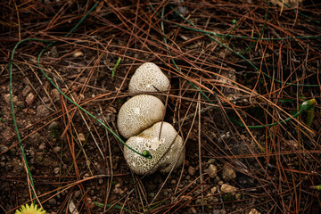 Close-up of Scleroderma citrinum, commonly known as earth ball fungus, growing on pine roots. The fungus has a unique yellow and brown appearance, with a rough, textured surface.