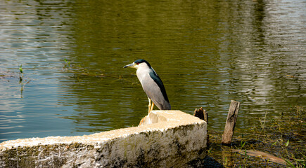 A focused heron fishing by the lakeshore, showcasing calm waters and surrounding natural scenery. Selective focus highlights the bird’s sharp features and stance.