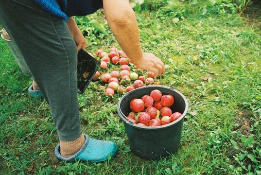 Anonymous woman pick apples 